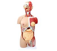 Modèle d'anatomie, modèle Squelette, modèle éducatif, Corps Humain 85 cm, Muscle viscéral, Torse, spécimen d'organe pour l'enseignement, 29 pièces détachables