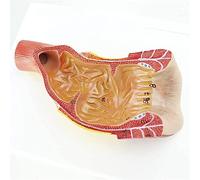 Modèle d'anatomie, modèle Squelette, modèle Humain, modèle Canal Rectal Anal Humain, modèle d'organe Humain, modèle Canal Rectal Anal médical Compatible avec l'affichage d'étude