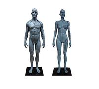 Modèle d'anatomie Modèles d'anatomie, 11 Pouces en résine musculo-squelettique du Corps Humain féminin, modèle de Corps Humain entièrement en résine, modèle d'enseignement des Muscles Humain