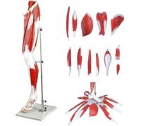 Modèle d'anatomie musculaire de la jambe humaine de 45 pouces, modèle d'anatomie musculaire des membres inférieurs grandeur nature avec 13 parties détachables, montrant les muscles