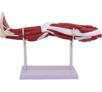 Modèle d'anatomie musculaire de la jambe humaine, modèle anatomique des membres inférieurs détachables en 10 parties, avec base et support de marque numérique, for aide pédagogique en
