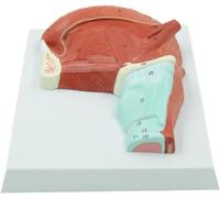 Modèle d'anatomie musculaire de la langue humaine, modèle de démonstration des muscles de la glande de la langue orale élargie en PVC, for l'enseignement médical et la communication