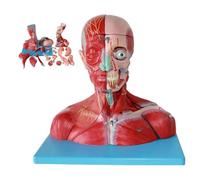 Modèle d'anatomie musculaire de la tête et du cou humain, modèle de cerveau amovible attaché au nerf vasculaire de la tête et du cou, 19 pièces amovibles et 190 marques indicatrices