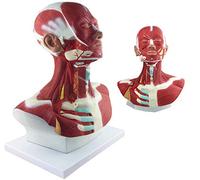 Modèle d'anatomie Musculaire de la tête et du Cou - Modèle de tête Anatomique Humaine avec Identification numérique - Modèles scientifiques d'anatomie Humaine pour l'aide à l'éducation médic