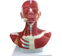Modèle d'anatomie musculaire de la tête et du cou pour l'enseignement médical et la démonstration