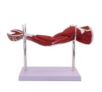 Modèle d'anatomie musculaire du bras humain, demi-taille avec pièces amovibles et identification numérique, idéal pour l'éducation médicale et l'étude de physiologie