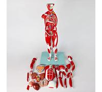 Modèle D'Anatomie Musculaire Humaine De 78 Cm, Structure Anatomique Des Organes Internes, Tissu, 27 Pièces, Enseignement Médical, Modèle Musculaire Du Corps Humain, Simulation De Mouvement, Outils Pé