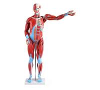 Modèle D'anatomie Musculaire Humaine Grandeur Nature, 27 Pièces Amovibles, Système De Mouvement Musculaire Anatomique Superficiel, Outil D'étude For L'enseignement Et La Pratique