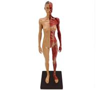 Modèle d'anatomie musculaire humaine - Mini figurine musculaire avec base et texture musculaire claire pour peinture, sculpture, référence médicale et design de personnage