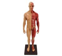 Modèle d'anatomie musculaire humaine - Mini figurine musculaire avec base et texture musculaire claire pour peinture, sculpture, référence médicale et design de personnage