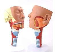 Modèle d'anatomie musculaire Modèle d'anatomie musculaire de la gorge Modèle d'anatomie d'organe médical Outils pédagogiques Modèles éducatifs