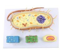 Modèle d'anatomie nucléaire d'une Cellule bactérienne ; modèle d'anatomie Biologique ; Noyau ; Chromosome ; flagelle Biologique ; Outil pédagogique for la Formation médicale
