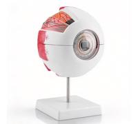 Modèle d'anatomie oculaire modèle de Globe oculaire agrandi 6X avec Support | Modèle de globe oculaire humain, matériau PVC, rapport 1:6, 16,5x15,5x25cm, iris cornéen amovible, vue choroïde sclérotique