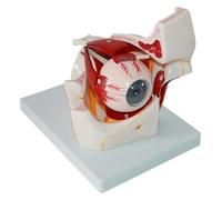 Modèle d'anatomie orbitale de l'oeil humain agrandi, globe oculaire détachable avec nerf de vaisseau sanguin, for la recherche sur la formation à l'enseignement des études médicales