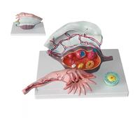 Modèle d'anatomie ovarienne humaine de l'utérus, grossissement 5x, aide pédagogique avec 3 parties détachables pour l'éducation médicale, la structure ovarienne féminine et le développement