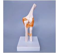 Modèle d'anatomie pédagogique avec ligament flexible pour l'enseignement scolaire et éducatif