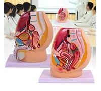 Modèle d'anatomie pelvienne féminine/masculine, modèle du système urinaire, outil d'enseignement anatomique des muscles du plancher pelvien en 4 parties pour démonstrations et cours(2pcs)
