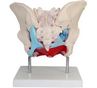 Modèle d'anatomie pelvienne féminine médicale, modèle anatomique grandeur nature des muscles du plancher pelvien féminin, matériau PVC, pièces amovibles, montage magnétique.