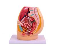 Modèle d'anatomie pelvienne féminine pour l'enseignement médical, étude du système génito-urinaire, démonstration de coupe sagittale