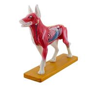 Modèle d'anatomie pour chien - Modèle d'acupuncture - Aide pédagogique - Fournitures scolaires - Entraînement anatomique des animaux