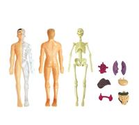 Modèle d'anatomie pour : figurine du corps humain amovible, modèle torse réaliste avec organes internes l'étude pratique | Outil éducatif d'apprentissage des sciences de la classe étudiants en