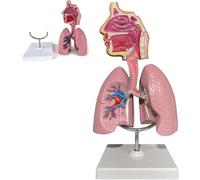 Modèle d'anatomie pulmonaire de la Gorge de la cavité nasale, | Modèle de poumon respiratoire, affichage pédagogique for l'éducation biologique du modèle scientifique