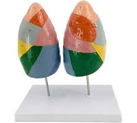 Modèle d'anatomie pulmonaire humaine, modèle d'anatomie du segment pulmonaire couleur, modèle pulmonaire du système d'organes viscéraux des poumons gauche et droit avec chiffres, for