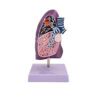 Modèle d'anatomie pulmonaire Modèle de poumon pathologique Humain avec Base et Texture Claire Modèle d'anatomie respiratoire pulmonaire for Les modèles d'enseignement de la Communication