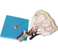 Modèle d'anatomie pulmonaire, outil d'enseignement respiratoire humain | Modèle d'anatomie du système respiratoire humain pour l'éducation - Outil pédagogique idéal pour comprendre la fonction et la