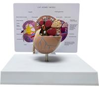 Modèle d'anatomie rénale de chat avec structures pathologiques, | Aide pédagogique sciences vétérinaires, aides démonstration l'anatomie organes animaux, for l'enseignement scientifique
