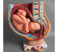 Modèle d'anatomie reproductive du bassin avec fœtus amovible - Démonstration de grossesse à 9 mois, à des fins éducatives dans le domaine de la santé