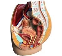 Modèle d'anatomie reproductive du bassin féminin, modèle pelvien grandeur nature, spécimens génito-urinaires, incision sagittale ventrale, for l'étude et l'enseignement médicaux.