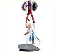 Modèle d'anatomie reproductrice masculine humaine, 25 unités détachables, objets de collection de décoration d'enseignement médical,modèle de système reproducteur masculin