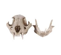 Modèle d'Anatomie Résine Léopard Squelette Croquis Pratique Salle De Classe Accessoires D'enseignement Modèle De Crâne D'animal Pour Crâne D'animal Décoration De Démonstration