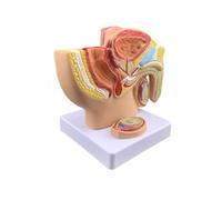 Modèle d'anatomie sagittale du bassin masculin, organes reproducteurs et prostate, utilisé comme outils auxiliaires d'enseignement médical communication médecin-patient