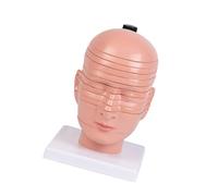 Modèle d'anatomie sectionnelle de la tête et du cou Modèle de structure cérébrale et cervicale détachable pour l'éducation en natomie de la tête