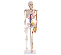 Modèle d'anatomie Squelette avec nerfs et artères Squelette Humain Réduite 87cm avec Pied de Support medmod
