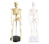 Modèle d'anatomie squelette humain de 43,2 cm pour salle de classe, outil corporel, enseignement scientifique, apprentissage humain pour l'anatomie, petites études médicales