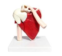 Modèle D'anatomie - Structure De L'articulation De L'épaule | Aide Pédagogique Mus En PVC, Affichage Du Squelette Anatomique, Détail De La Coiffe Des Rotateurs, Outil De Démonstration De L'éducati