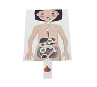 Modèle D'anatomie Système Digestif Humain Démonstration Digestion Aliments