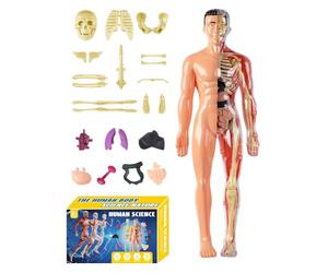 Modèle d'anatomie Torse - Kit de science du corps humain de 30 x 18 cm, processus de nettoyage pratique | Jouet anatomique du torse des êtres humains avec lingette quotidienne, modèle de struc