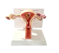 Modèle d'anatomie utérine féminine, grandeur nature, avec image de | La véritable structure de la recherche en anatomie et de l'enseignement en classe,La véritable structure de la recherche