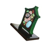 Modèle d'anatomie végétale - Biologie cellulaire - Aide à l'apprentissage pour l'affichage de la salle de classe - Jouet d'anatomie - Aide pédagogique - Fournitures de laboratoire cellulaire