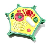 Modèle d'anatomie végétale Biologie Science Modèles cellulaires Biologie Aide à l'apprentissage pour salle de xpériences de laboratoire Cellule