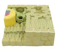 Modèle d'anatomie végétale, modèle anatomique agrandi de tissu de structure de feuille de plantes, aides pédagogiques de biologie au collège, for l'affichage d'apprentissage en classe