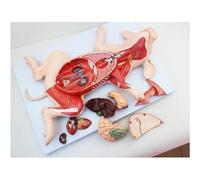 Modèle d'anatomie viscérale d'embryon de porc, modèle d'anatomie de porc, divisé en 10 parties modèle d'anatomie d'enseignement animal, utilisé for l'éducation et la formation médicales