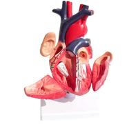 Modèle d'anatomie viscérale du cœur humain, modèle d'organe, d'enseignement médical, interne système circulatoire