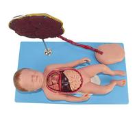 Modèle D'Anatomie Viscérale Néonatale - Modèle De Naissance Néonatale Avec Placenta, Cordon Ombilical Et Viscères Fœtaux - Modèles D'Anatomie Humaine - Pour L'Étude, L'Affichage Et L'Enseignement