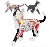 Modèle D'anatomie Visuelle De Chat 4D, 28 Organes Et Parties du Corps Démontables, Collectable avec Organes Et Parties du Corps Totalement Démontables, Modèle D'anatomie De Chat