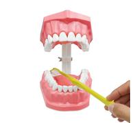 Modèle d'apprentissage des dents pour un affichage propre - Accessoire de démonstration dentaire de 12,7 cm - Pièce d'entraînement à l'anatomie forte - Manuel d'hygiène buccale réutilisable - Kit